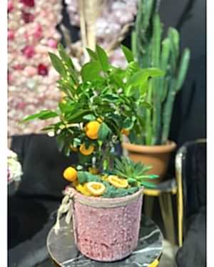 Mini Mandalina Ağacı